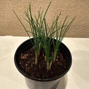 Saffron Crocus Bulbs (Crocus sativus) - 5 Pack - Grow Your Own Spice - Image 4
