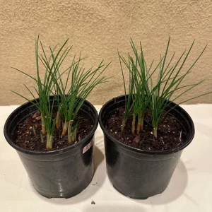 Saffron Crocus Bulbs (Crocus sativus) - 5 Pack - Grow Your Own Spice - Image 6