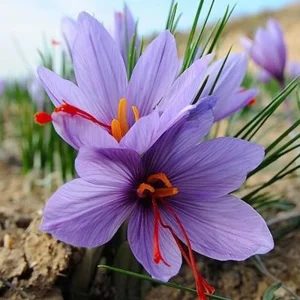 Saffron Crocus Bulbs (Crocus sativus) - 5 Pack - Grow Your Own Spice - Image 1