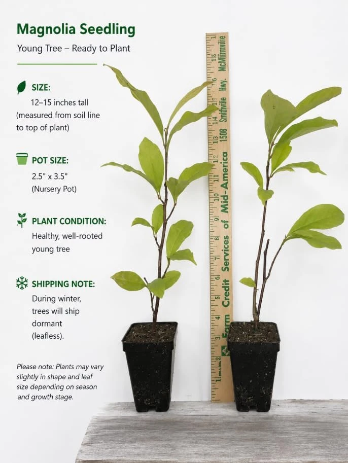 Saucer Magnolia Shrub Tree Live Plant, 6-12" Tall, Pink Fragrant Blooms, Outdoor - Image 2
