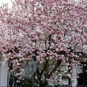 Saucer Magnolia Shrub Tree Live Plant, 6-12