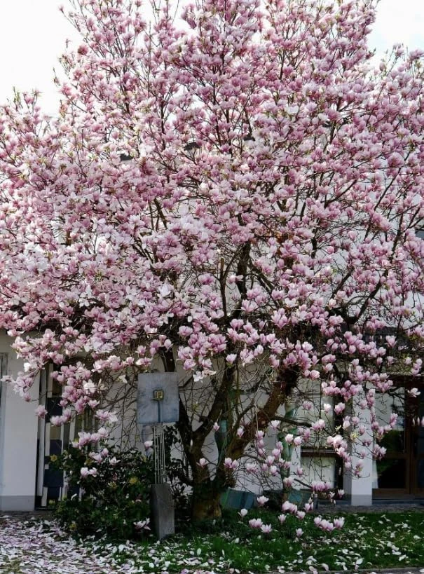 Saucer Magnolia Shrub Tree Live Plant, 6-12" Tall, Pink Fragrant Blooms, Outdoor - Image 4