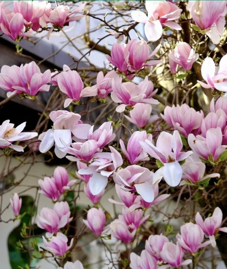 Saucer Magnolia Shrub Tree Live Plant, 6-12" Tall, Pink Fragrant Blooms, Outdoor - Image 5