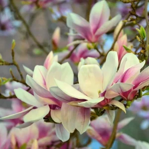 Saucer Magnolia Shrub Tree Live Plant, 6-12