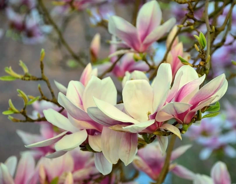 Saucer Magnolia Shrub Tree Live Plant, 6-12" Tall, Pink Fragrant Blooms, Outdoor - Image 6