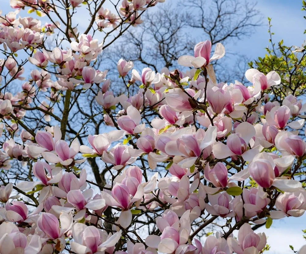 Saucer Magnolia Shrub Tree Live Plant, 6-12" Tall, Pink Fragrant Blooms, Outdoor - Image 7