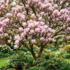 Saucer Magnolia Shrub Tree Live Plant, 6-12" Tall, Pink Fragrant Blooms, Outdoor - Image 1