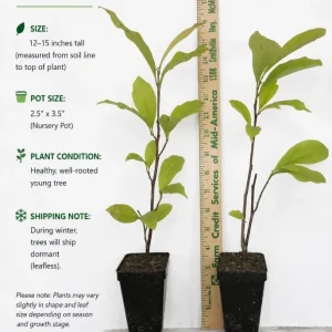 Saucer Magnolia Tree Live Plant - Pink White Flowers, 6-12" Tall, 2.5" Pot - Image 2