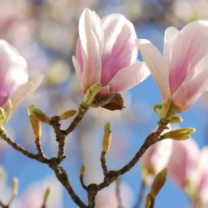 Saucer Magnolia Tree Live Plant - Pink White Flowers, 6-12