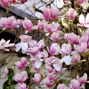 Saucer Magnolia Tree Live Plant - Pink White Flowers, 6-12