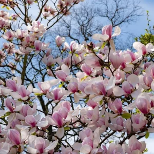 Saucer Magnolia Tree Live Plant - Pink White Flowers, 6-12