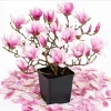 Saucer Magnolia Tree Live Plant - Pink White Flowers, 6-12" Tall, 2.5" Pot - Image 1