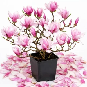 Saucer Magnolia Tree Live Plant - Pink White Flowers, 6-12" Tall, 2.5" Pot - Image 1