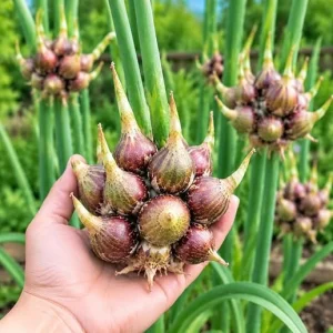 Set 25 Walking Onion Bulblets – Egyptian Tree Onions for Outdoor Garden - Image 5