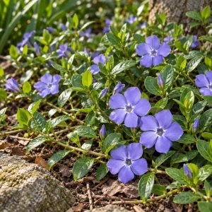 Set of 12 Blue Vinca Minor Live Plants - Hardy Perennial Ground Cover 4-6