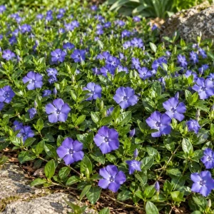Set of 12 Blue Vinca Minor Live Plants - Hardy Perennial Ground Cover 4-6