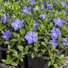 Set of 12 Blue Vinca Minor Live Plants - Hardy Perennial Ground Cover 4-6" Long - Image 1