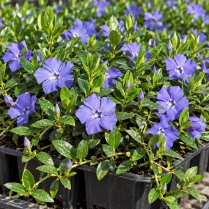 Set of 12 Blue Vinca Minor Live Plants - Hardy Perennial Ground Cover 4-6