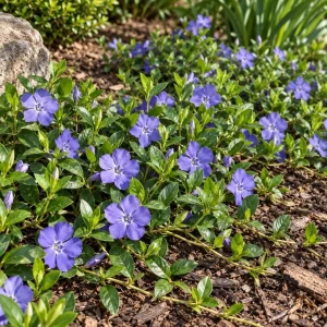 Set of 12 Blue Vinca Minor Live Plants - Hardy Perennial Ground Cover 4-6
