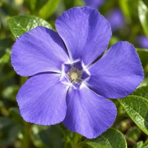 Set of 12 Blue Vinca Minor Live Plants - Hardy Perennial Ground Cover 4-6