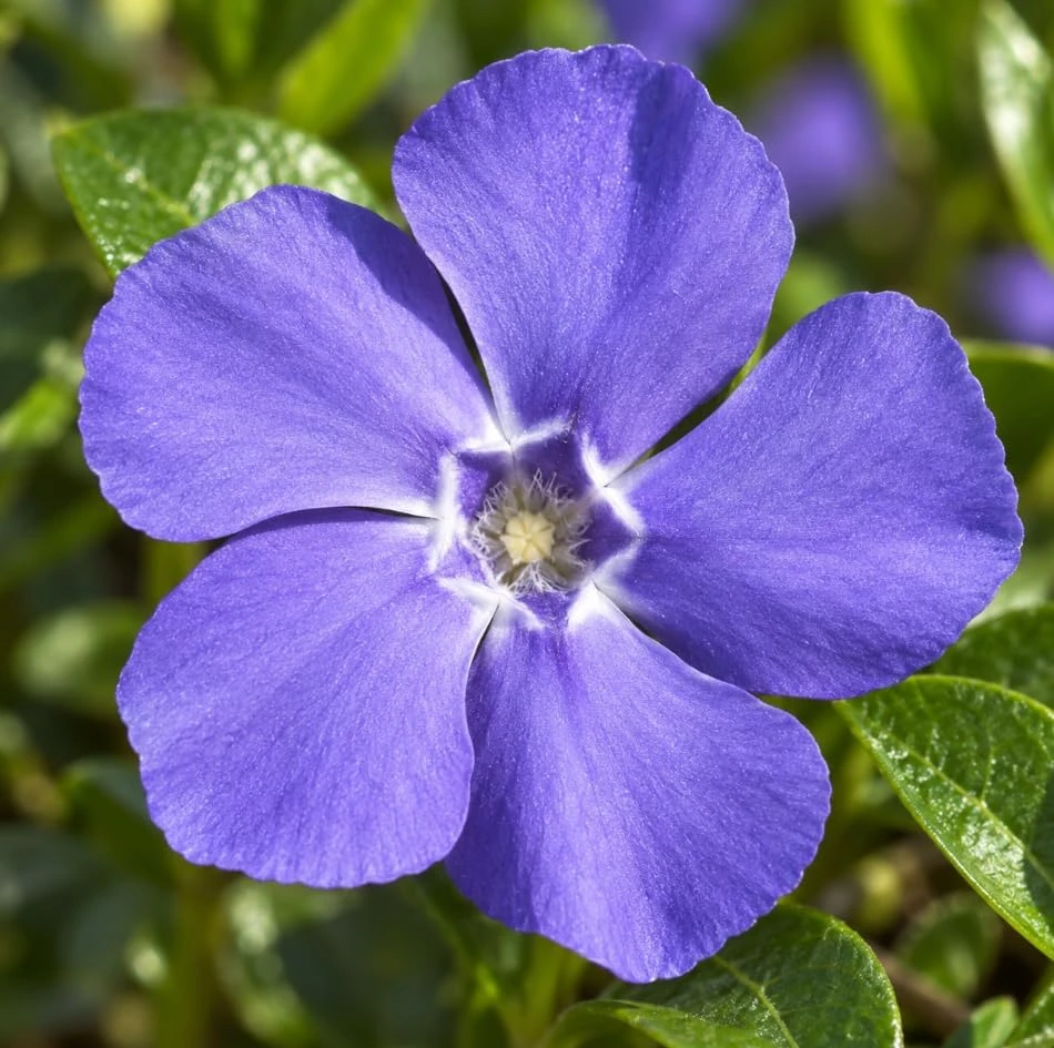 Set of 12 Blue Vinca Minor Live Plants - Hardy Perennial Ground Cover 4-6" Long - Image 6