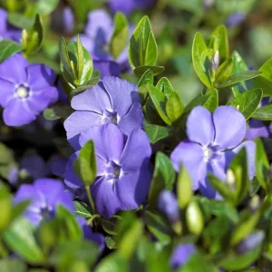 Set of 12 Blue Vinca Minor Live Plants - Hardy Perennial Ground Cover 4-6