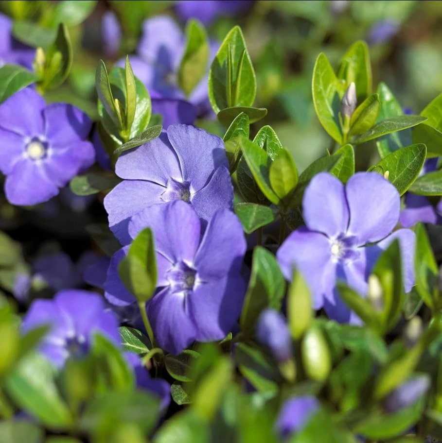 Set of 12 Blue Vinca Minor Live Plants - Hardy Perennial Ground Cover 4-6" Long - Image 7
