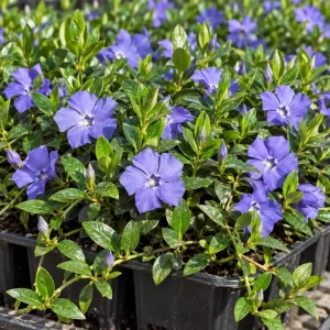 Set of 12 Blue Vinca Minor Live Plants – Hardy Perennial Ground Cover, 4-6" Long - Image 1