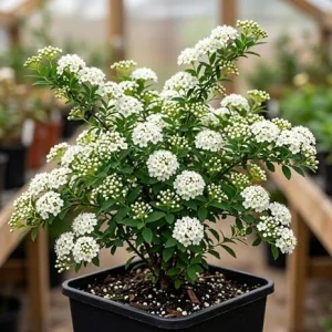 Snowmound Spirea Live Plant – Dwarf White Flowering Shrub – 5-8