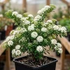 Snowmound Spirea Live Plant – Dwarf White Flowering Shrub – 5-8" Tall Quart Pot – Outdoor - Image 1