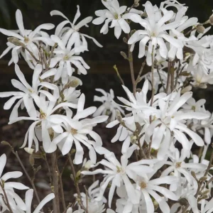 Star Magnolia Shrub Tree - Live Plant, 12-18