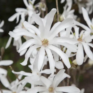 Star Magnolia Shrub Tree - Live Plant, 12-18