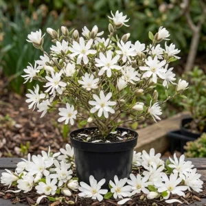 Star Magnolia Shrub Tree - Live Plant, 12-18" Tall, Fragrant White Blooms, Gallon Pot, Outdoor - Image 1