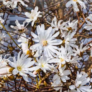 Star Magnolia Tree Live Plant White Flowering Shrub 6-12