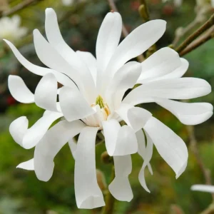 Star Magnolia Tree Live Plant White Flowering Shrub 6-12