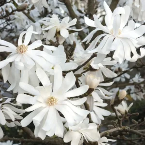 Star Magnolia Tree Live Plant White Flowering Shrub 6-12