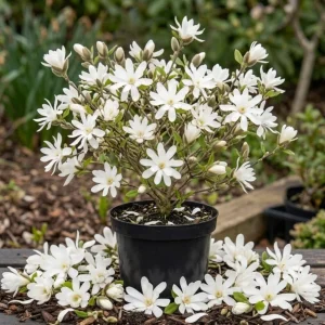 Star Magnolia Tree Live Plant – White Flowering Shrub 6-12" Tall – Outdoor - Image 1