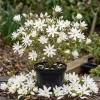Star Magnolia Tree Live Plant White Flowering Shrub 6-12" Tall Potted Outdoor - Image 1