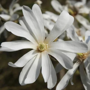 Star Magnolia Tree - Live White Flowering Shrub Plant 12-18