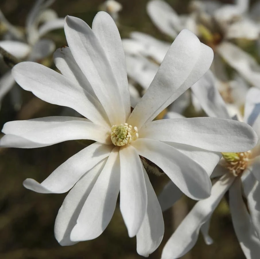 Star Magnolia Tree - Live White Flowering Shrub Plant 12-18" Tall 1 Gallon Pot Outdoor - Image 3