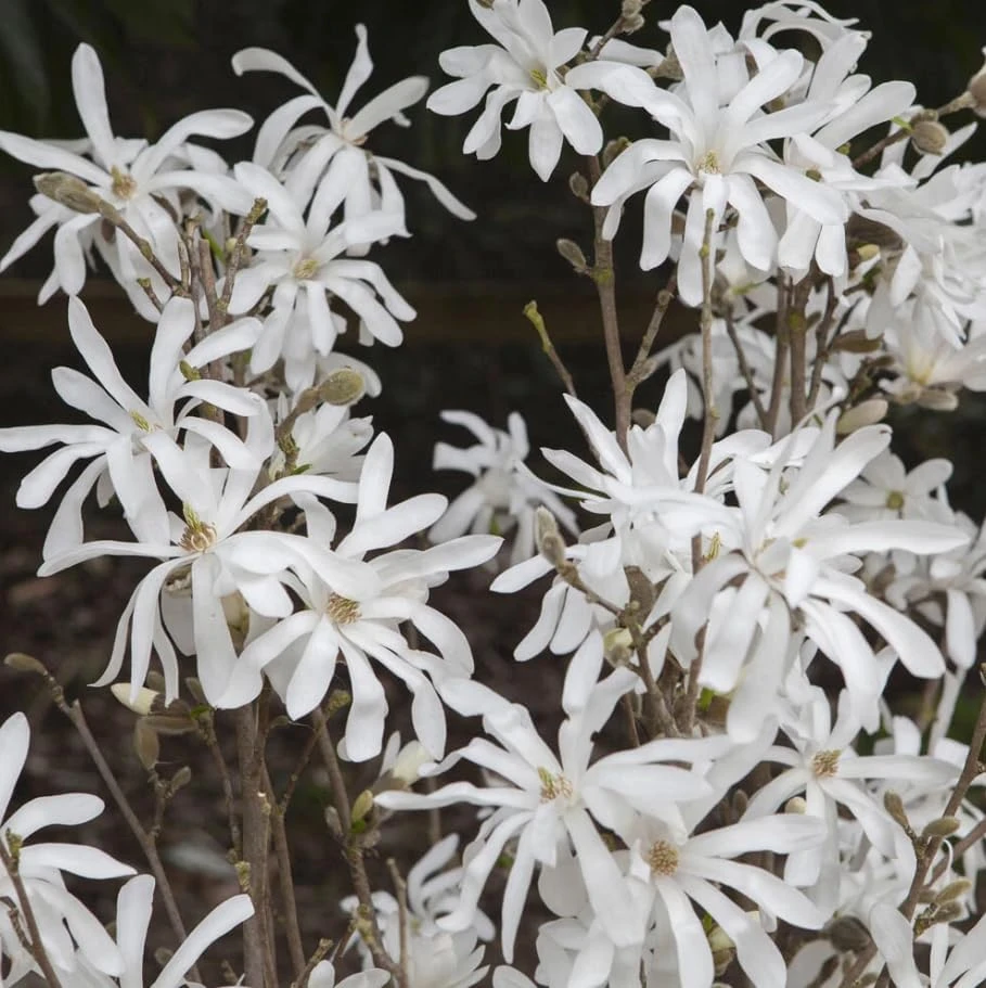 Star Magnolia Tree - Live White Flowering Shrub Plant 12-18" Tall 1 Gallon Pot Outdoor - Image 4
