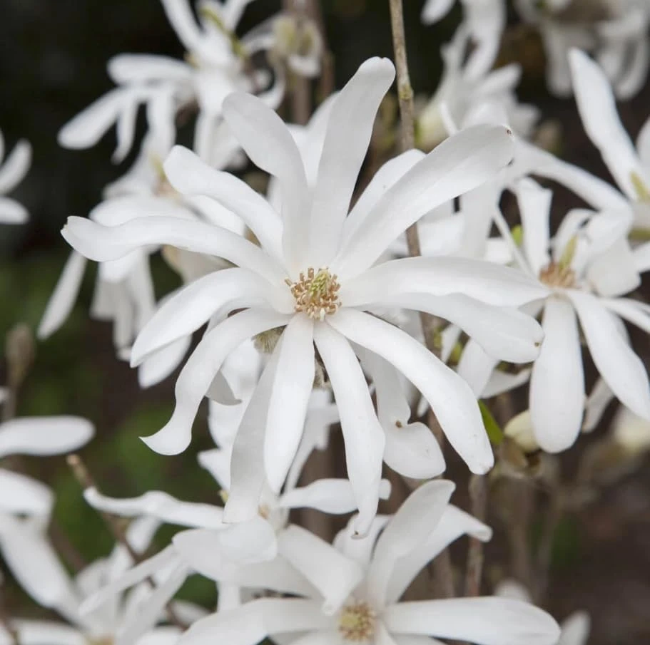 Star Magnolia Tree - Live White Flowering Shrub Plant 12-18" Tall 1 Gallon Pot Outdoor - Image 5