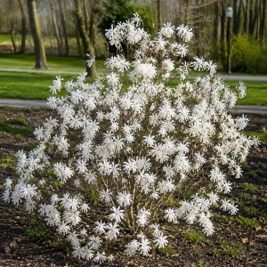 Star Magnolia Tree - Live White Flowering Shrub Plant 12-18