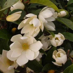 Sweet Bay Magnolia Live Plant – Fragrant White Flowers – 10-16