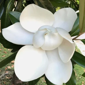 Sweet Bay Magnolia Live Plant – Fragrant White Flowers – 10-16