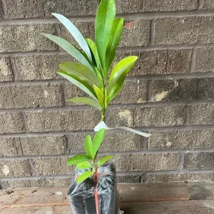 Sweet Bay Magnolia Live Plant – Fragrant White Flowers – 10-16
