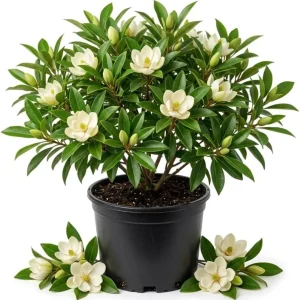 Sweetbay Magnolia Tree Live Plant, 2-3 Ft Tall, Gallon Pot, White Flowers, Outdoor Shrub - Image 1