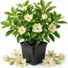 Sweetbay Magnolia Tree Live Plant, 9-18 inches Tall, Quart Pot, Fragrant White Flowers, Outdoor Shrub - Image 1