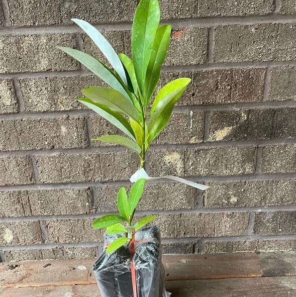 Sweetbay Magnolia Trees - Live Plant 2 Pack, White Flowers, 9-18" Tall, Quart Pot, Outdoor Shrub - Image 2
