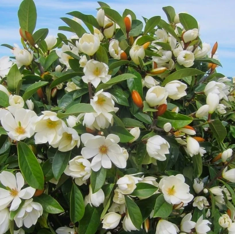 Sweetbay Magnolia Trees - Live Plant 2 Pack, White Flowers, 9-18" Tall, Quart Pot, Outdoor Shrub - Image 4